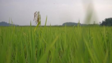 Tarladaki pirinç tarlasını kapatın..