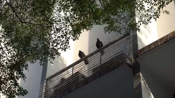 Deux Pigeons Reposent Dans Bâtiment Soir — Video