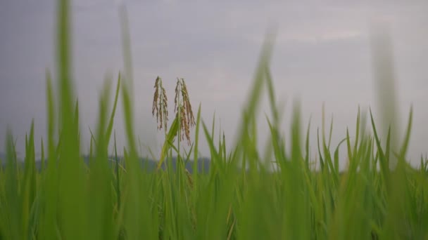 Fermer riz vert paddy 