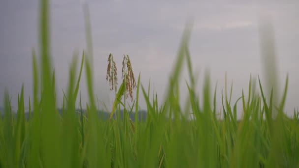 Cerca Arroz Verde Arrozal — Vídeos de Stock