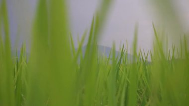 Önü bulanık pirinç tarlasını kapatın..