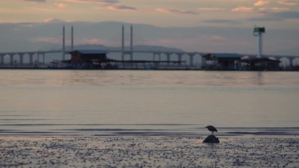 Grön Orm Vila Vid Grenen Bredvid Rött Kuvert Vid Orm — Stockvideo