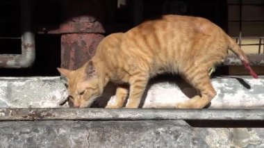 Yılan tapınağındaki kırmızı zarfın yanında yeşil yılan dinleniyor, Penang..