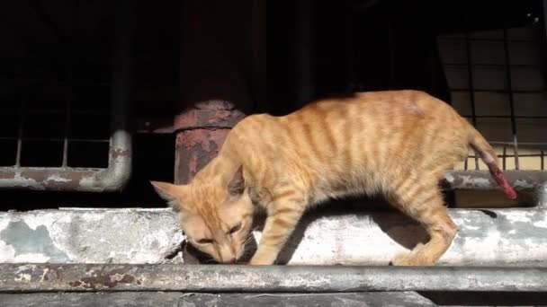 Grüne Schlange Ast Neben Rotem Umschlag Schlangentempel Penang — Stockvideo