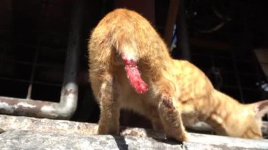 Yılan tapınağındaki kırmızı zarfın yanında yeşil yılan dinleniyor, Penang..