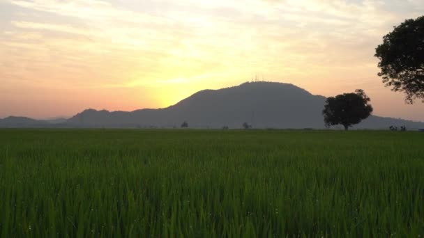 Grüne Schlange Ast Neben Rotem Umschlag Schlangentempel Penang — Stockvideo