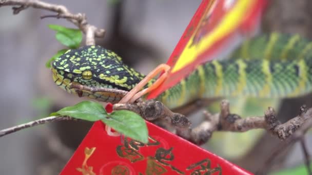 Green Snake Rest Branch Red Envelope Snake Temple Penang — Stock Video