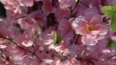 Yılan tapınağındaki kırmızı zarfın yanında yeşil yılan dinleniyor, Penang..