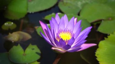 Yılan kırmızı zarfın yanındaki dalda dinlenen yeşil yılan. Bir arı, nilüfer çiçeğinin yanında nektar toplar. Penang..