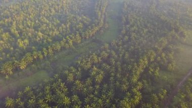 Güneş ışığı Kulim, Kedah, Malezya yakınlarındaki yağ palmiyesi tarlasında yayılıyor.