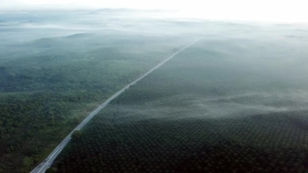 Przejazd samochodem wzdłuż drogi w pobliżu plantacji palmy olejowej w mglisty poranek. — Wideo stockowe