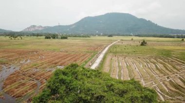 Arkadaki Bukit Mertajam tepesinde kargalar ağaçta uçar..