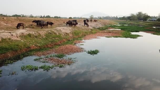 Manada de búfalos descansan junto al río en Penang, Malasia . — Vídeo de stock