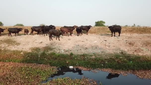 Bufflar vid flodstranden som förorenats av skräp. — Stockvideo