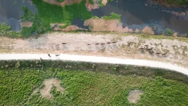 Aerial shot group of buffaloes going home in evening at Malay kampung, Malasia.. — Vídeo de stock
