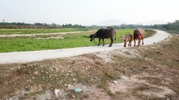 Familiewandeling met buffels op het landelijke pad van Malay Kampung, Penang, Maleisië. — Stockvideo