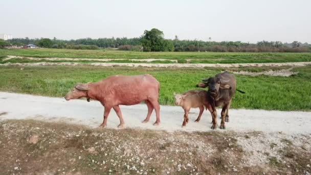 Buffalo stirrar på kameran. Ytterligare en buffel promenad bort på Malay kampung, Malaysia. — Stockvideo