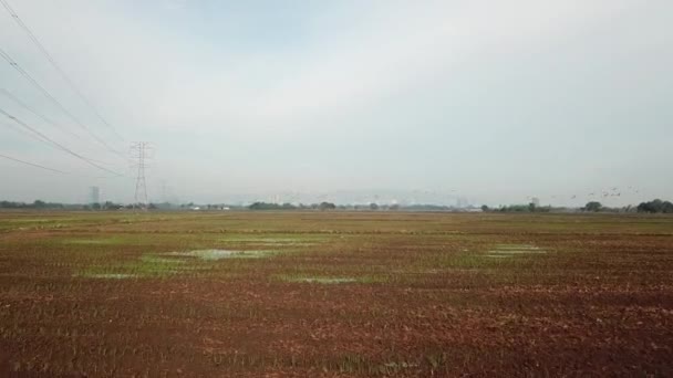 Asiática abierta pico volar en el seco arrozal campo con la torre eléctrica en la parte posterior . — Vídeos de Stock