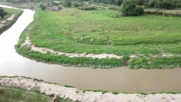 Буйволи в повітрі і корови їдять траву в Малайському кампунзі (Малайзія).. — стокове відео
