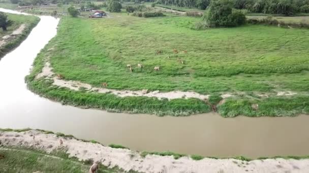 Flygfoto bufflar och kor äter gräs på Malay kampung, Malaysia. — Stockvideo