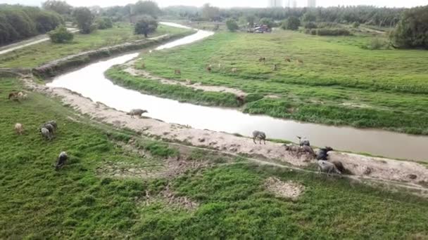 Büffel und Kühe fressen Gras auf dem Feld neben dem Fluss am malaiischen Kampung. — Stockvideo