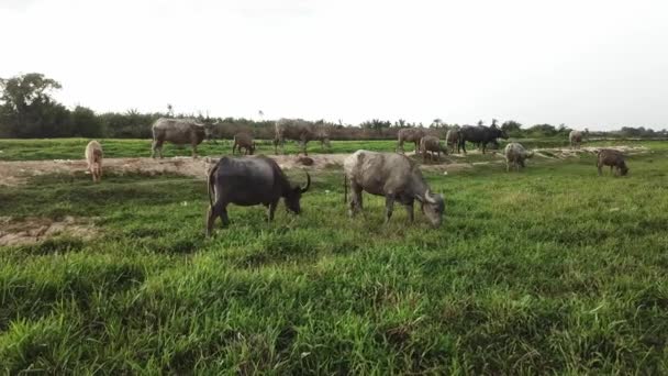 Bufflar äter gräs nära floden vid Malay kampung, Malaysia. — Stockvideo