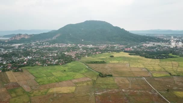 Vue aérienne champ de paddy à Bukit Mertajam . — Video
