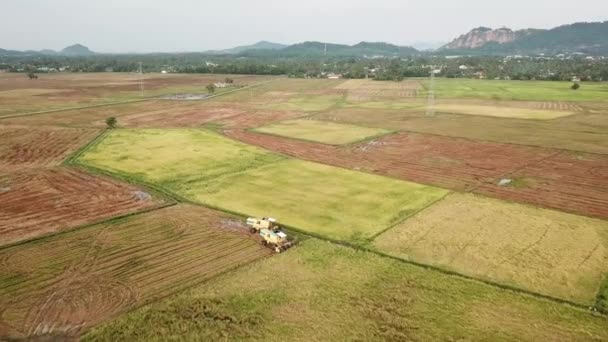 Penang, Malezya 'daki çeltik tarlasında hava manzaralı hasat aracı.. — Stok video