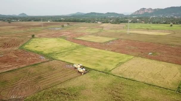 Flygfoto skördare på Paddy field i Penang, Malaysia. — Stockvideo