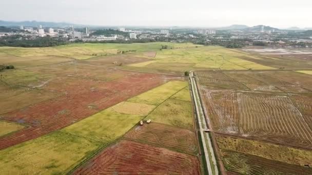 Vista aérea de dos cosechadoras en el arrozal de Penang, Malasia . — Vídeos de Stock