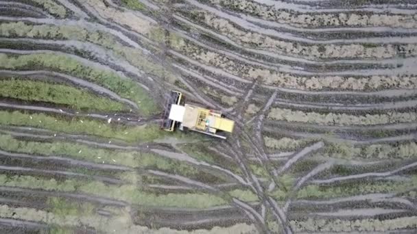 Enorme aquila volare sopra la mietitrice e gru in campo risaia a Penang . — Video Stock