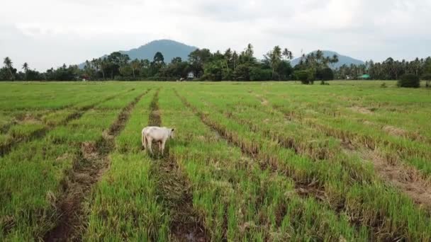 Mucca legato da corda mangiare l'erba a risaia . — Video Stock