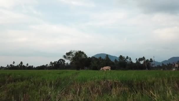 Caminhada de vacas na fazenda . — Vídeo de Stock