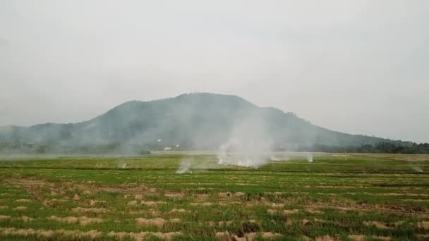 Global warning open fire at open rice paddy field. — Stock Video