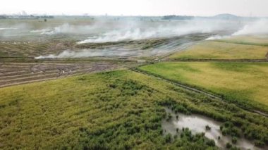 Malezya 'da hasat edildikten sonra çeltik tarlasında hava manzaralı ateş açıldı.