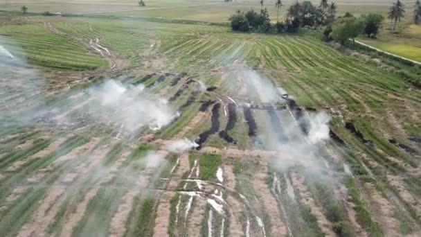 Offenes Feld mit Reisstroh brennt auf Reisfeldern — Stockvideo