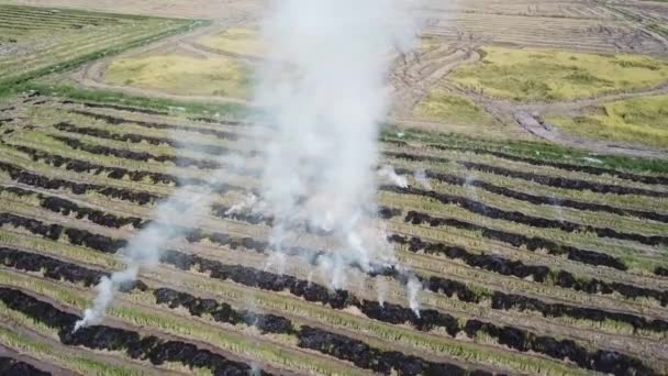 Paille de riz brûlée à ciel ouvert dans les campagnes . — Video