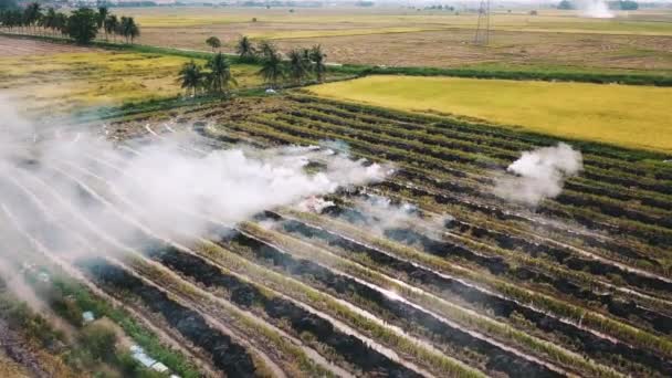 Fuego abierto en arrozal de arroz que causa contaminación atmosférica en el sudeste asiático . — Vídeo de stock