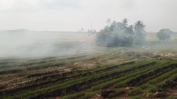 Fogo aberto causa catástrofe ambiental no Sudeste Asiático . — Vídeo de Stock