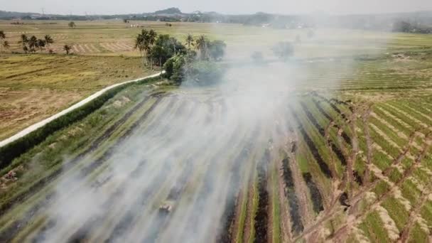 Vuur in het rijstveld na oogst in Maleisië.. — Stockvideo