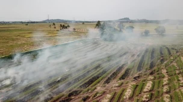 Відкриті пожежні сільськогосподарські відходи в Малайзії.. — стокове відео