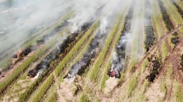 マレーシアで収穫された穀物の後のフィールド上の火災. — ストック動画