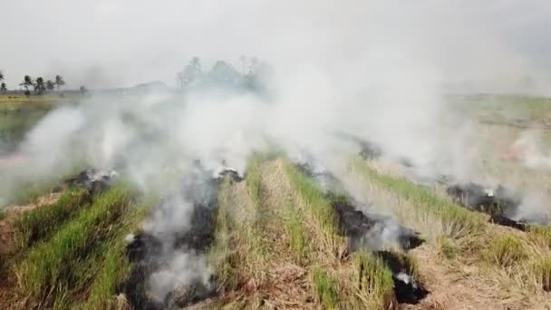 Open fire by farmer at rice field at Malaysia.. — Stock Video