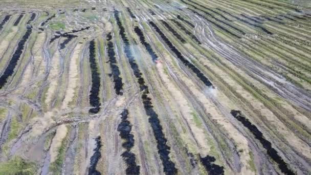 Geerntete Reisfarm in Malaysia von Landwirt in Brand gesteckt. — Stockvideo