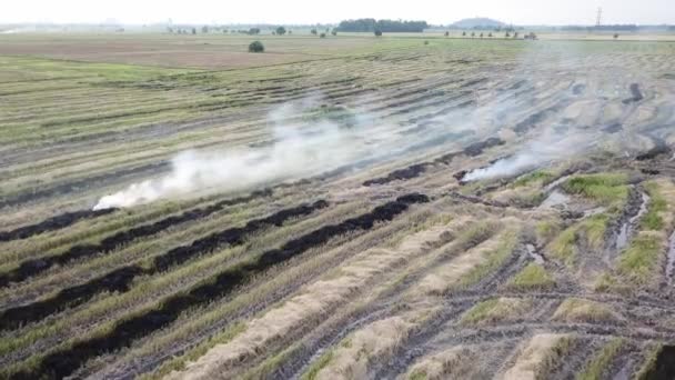 Farmář spálit slámu rýžové pole způsobit znečištění ovzduší. — Stock video