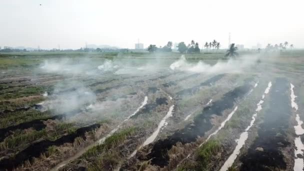 Farmář spálit pole po sklizni obilí postroje slámy. — Stock video
