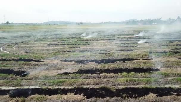 Pálení zemědělského suchého odpadního pádla v Malajsii, jihovýchodní Asie. — Stock video