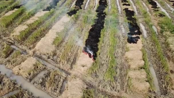 Open burn rice paddy straw in the field. — Stock Video