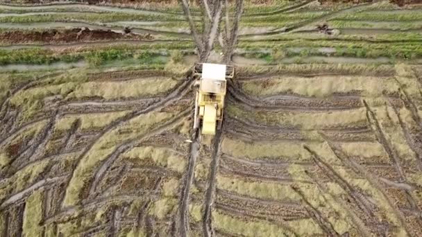 Arbetstagare använder skördare för att skörda ris i Paddy field. — Stockvideo