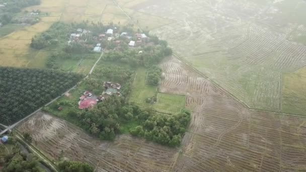 Flygfoto malays byn nära riset Paddy fältet. — Stockvideo